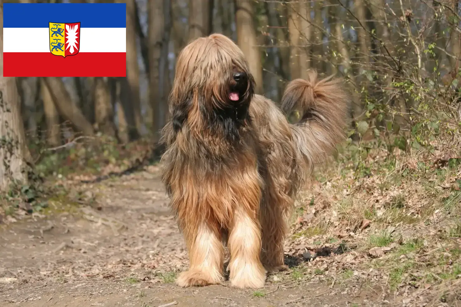 Read more about the article Briard tenyésztők és kiskutyák Schleswig-Holstein tartományban