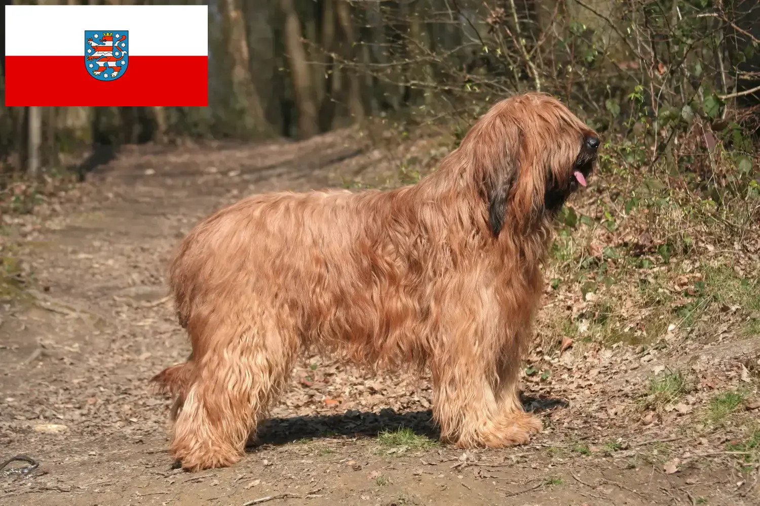 Read more about the article Briard tenyésztők és kölykök Türingiában