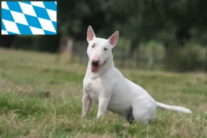 Read more about the article Bullterrier tenyésztők és kiskutyák Bajorországban