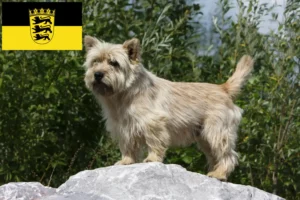 Read more about the article Cairn terrier tenyésztők és kölykök Baden-Württembergben