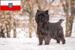 Read more about the article Cairn terrier tenyésztők és kölykök Türingiában