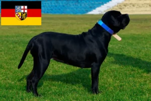 Read more about the article Cane Corso Italiano tenyésztők és kölykök Saarlandban