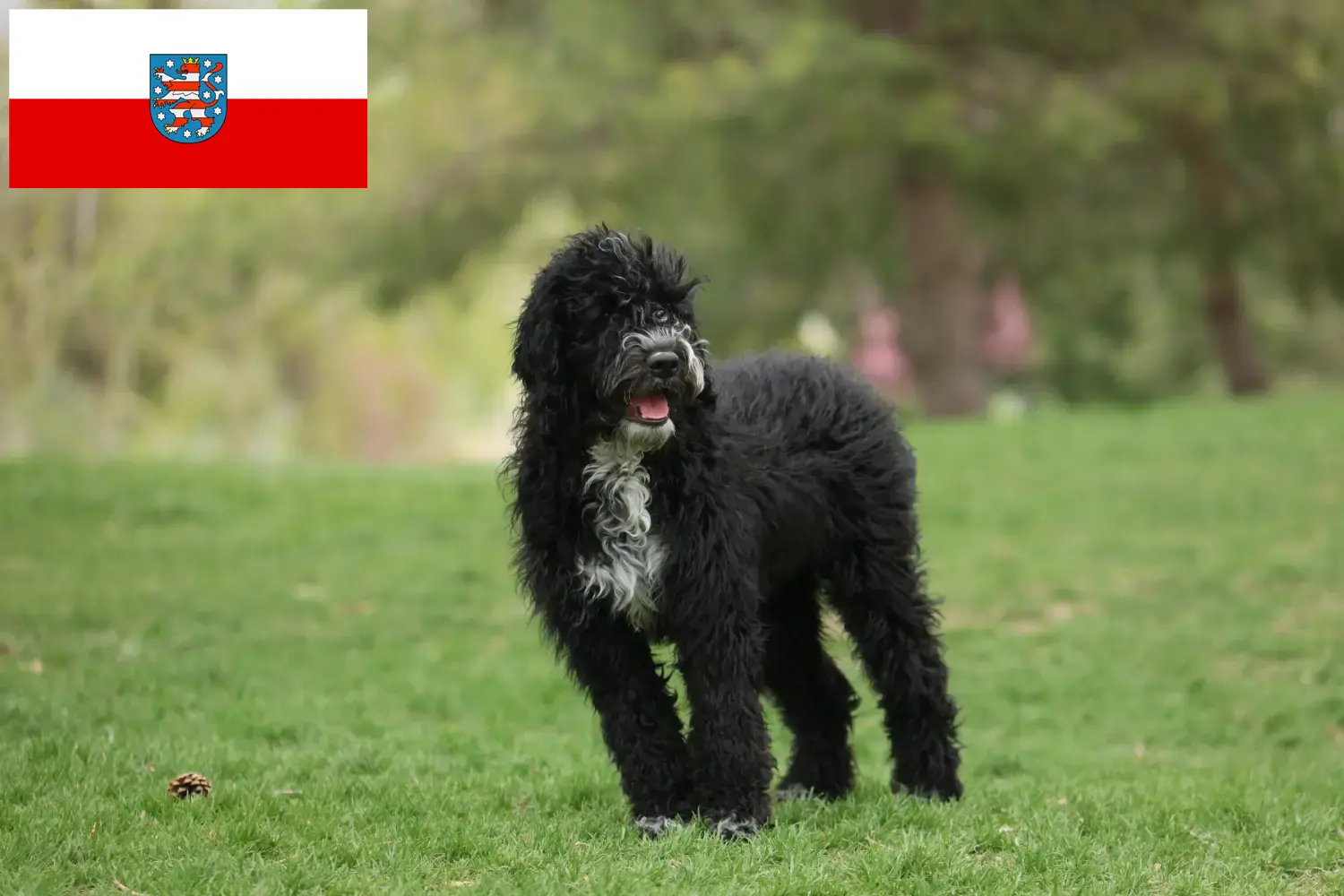 Read more about the article Cão de Agua português tenyésztők és kölykök Türingiában