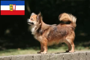 Read more about the article Chihuahua tenyésztők és kölyökkutyák Schleswig-Holstein tartományban