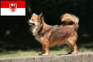 Read more about the article Chihuahua tenyésztők és kölykök Brandenburgban