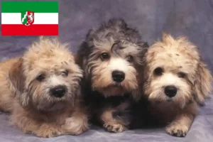 Read more about the article Dandie Dinmont Terrier tenyésztők és kiskutyák Észak-Rajna-Vesztfália területén