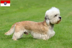 Read more about the article Dandie Dinmont Terrier tenyésztők és kölykök Hessenben