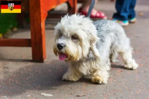 Read more about the article Dandie Dinmont Terrier tenyésztők és kölykök Saarlandban