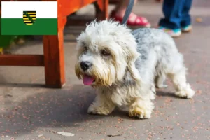 Read more about the article Dandie Dinmont Terrier tenyésztők és kölykök Szászországban