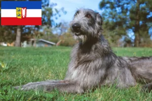 Read more about the article Deerhound tenyésztők és kiskutyák Schleswig-Holstein tartományban