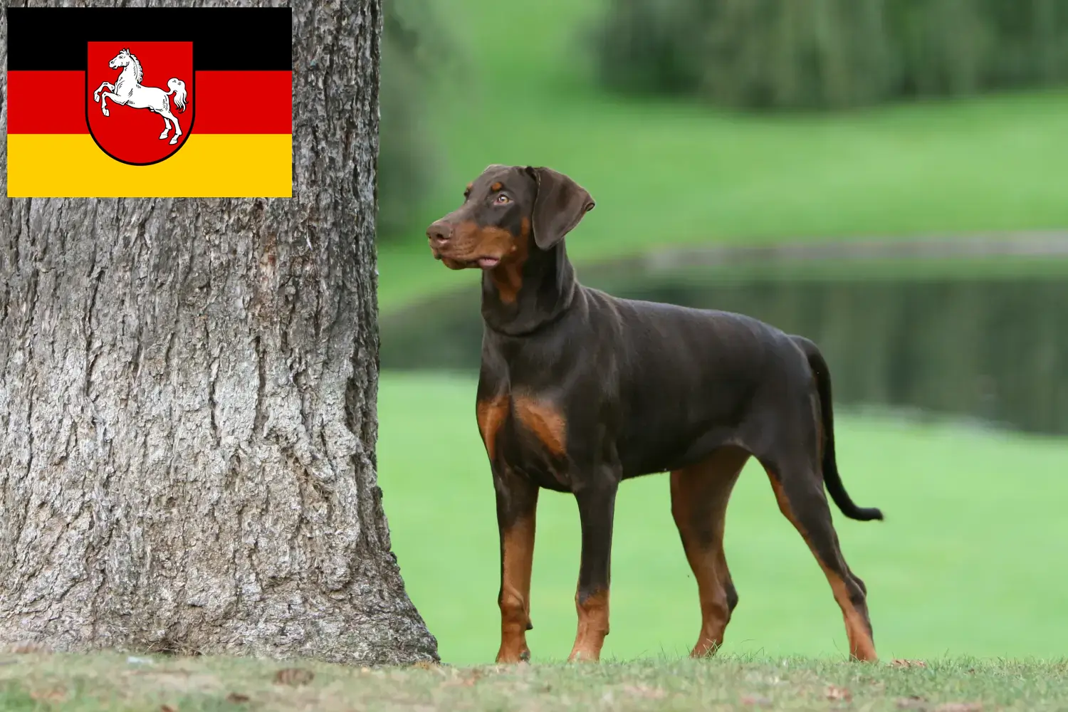 Read more about the article Dobermann tenyésztők és kölykök Alsó-Szászországban