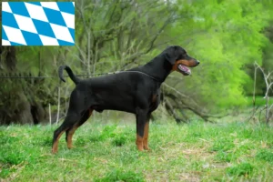 Read more about the article Dobermann tenyésztők és kölykök Bajorországban