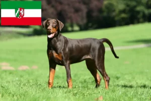 Read more about the article Dobermann tenyésztők és kölyökkutyák Észak-Rajna-Vesztfália területén