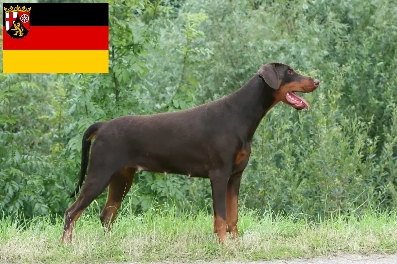 Read more about the article Dobermann tenyésztők és kölykök Rajna-vidék-Pfalzban