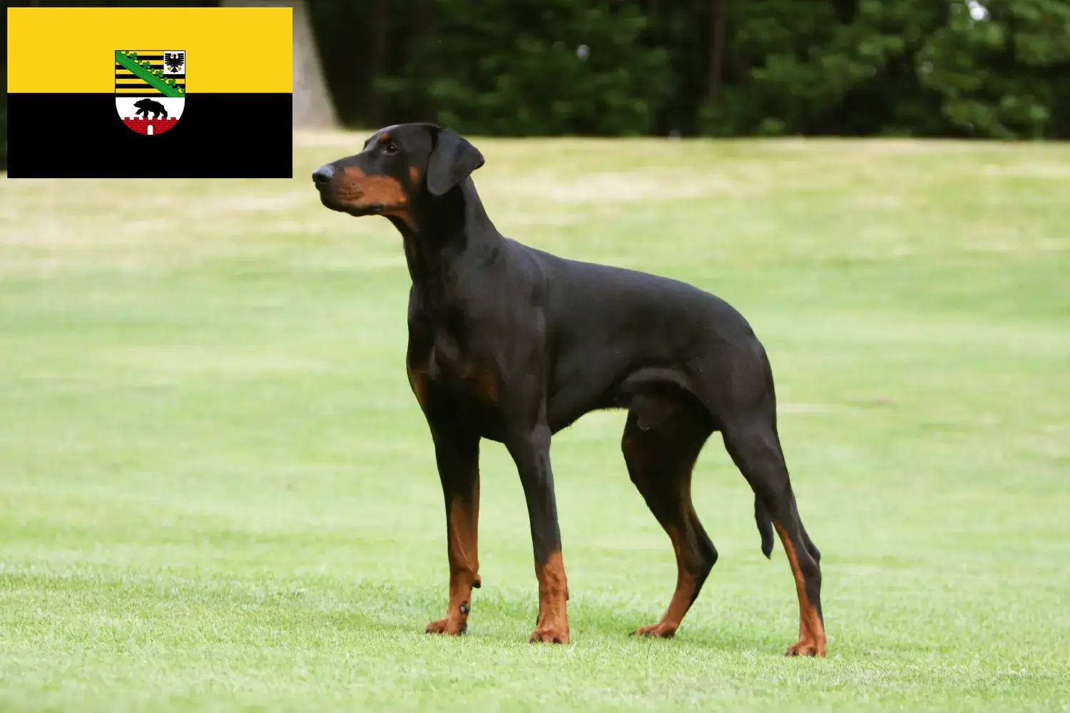 Read more about the article Dobermann tenyésztők és kölykök Szász-Anhaltban