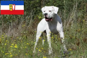 Read more about the article Dogo Argentino tenyésztők és kölykök Schleswig-Holstein-ban