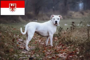 Read more about the article Dogo Argentino tenyésztők és kölykök Brandenburgban