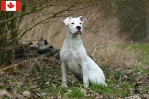 Read more about the article Dogo Argentino tenyésztők és kiskutyák Kanadában