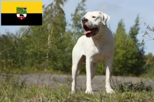 Read more about the article Dogo Argentino tenyésztők és kölykök Szász-Anhaltban