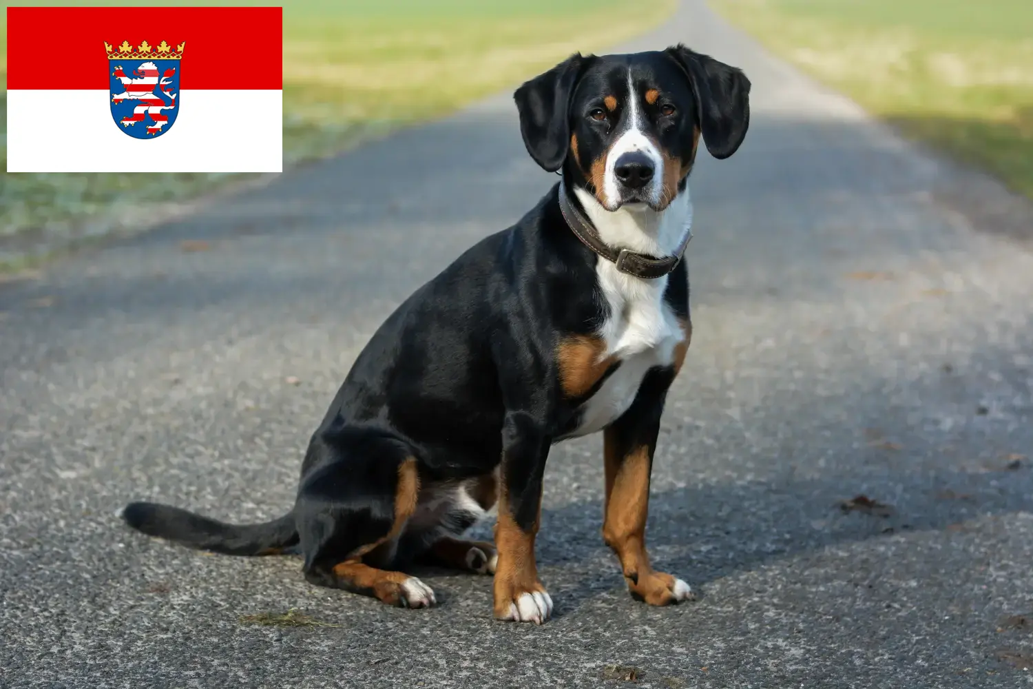 Read more about the article Entlebucher hegyikutya tenyésztő és kölykök Hessenben