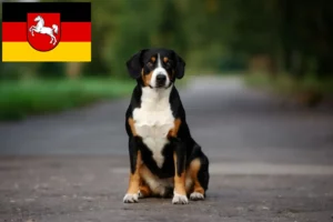 Read more about the article Entlebucher hegyikutya tenyésztő és kölykök Alsó-Szászországban