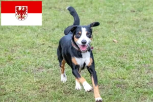 Read more about the article Entlebucher hegyikutya tenyésztő és kölykök Brandenburgban