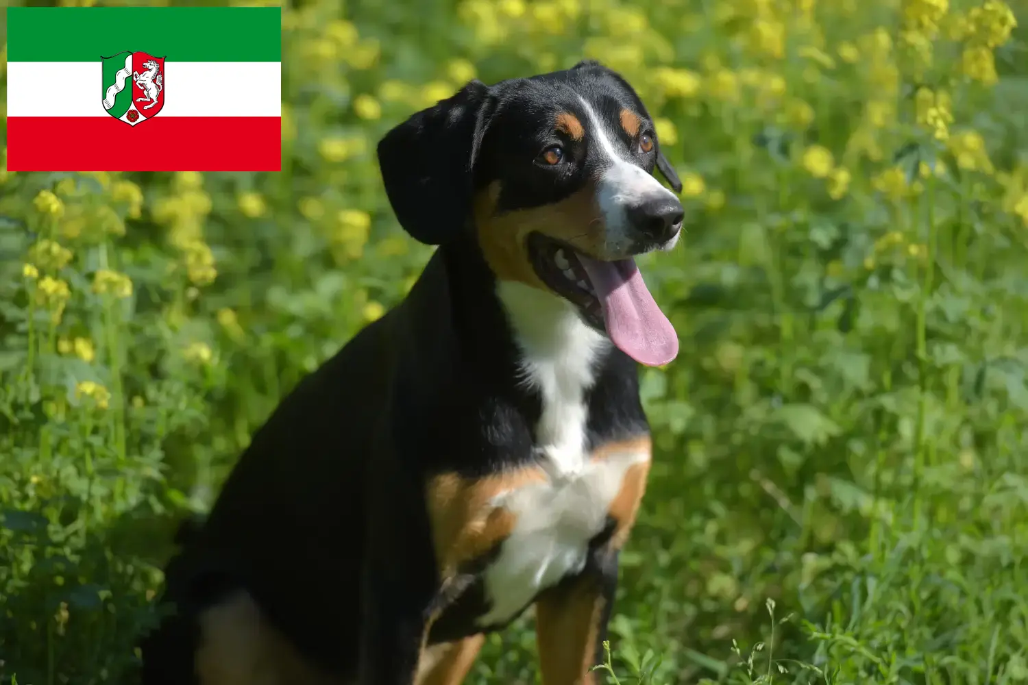 Read more about the article Entlebucher hegyikutya tenyésztő és kölykök Észak-Rajna-Vesztfáliában