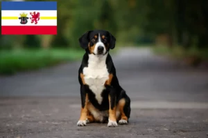 Read more about the article Entlebucher hegyikutya tenyésztő és kölykök Mecklenburg-Vorpommernben