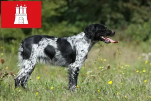 Read more about the article Epagneul Breton tenyésztők és kölykök Hamburgban