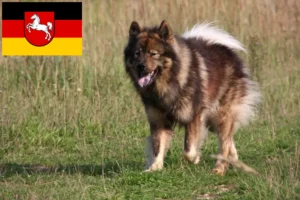 Read more about the article Eurasier tenyésztők és kiskutyák Alsó-Szászországban