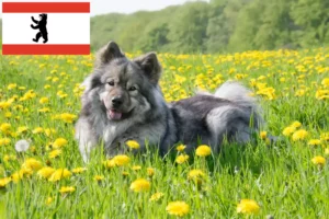 Read more about the article Eurasier tenyésztő és kiskutyák Berlinben