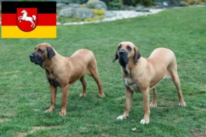 Read more about the article Fila Brasileiro tenyésztők és kiskutyák Alsó-Szászországban