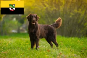 Read more about the article Flat Coated Retriever tenyésztők és kölykök Szász-Anhaltban