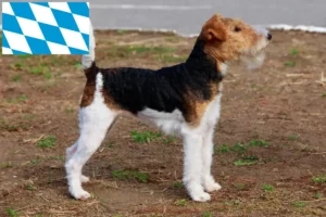 Read more about the article Foxterrier tenyésztők és kölykök Bajorországban