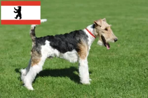 Read more about the article Foxterrier tenyésztők és kölykök Berlinben