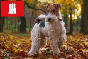 Read more about the article Foxterrier tenyésztők és kölykök Hamburgban