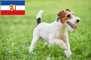 Read more about the article Foxterrier tenyésztők és kiskutyák Schleswig-Holstein tartományban