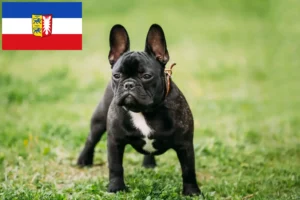 Read more about the article Francia bulldog tenyésztők és kölykök Schleswig-Holstein tartományban