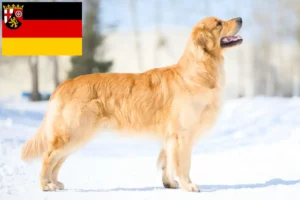 Read more about the article Golden Retriever tenyésztők és kölykök Rajna-vidék-Pfalzban