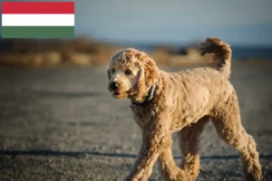 Read more about the article Goldendoodle tenyésztők és kiskutyák Magyarországon