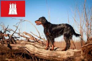 Read more about the article Gordon Setter tenyésztők és kölykök Hamburgban