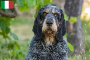 Read more about the article Griffon Bleu de Gascogne tenyésztők és kölykök Olaszországban