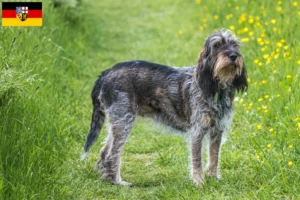 Read more about the article Griffon Bleu de Gascogne tenyésztők és kölykök Saar-vidéken