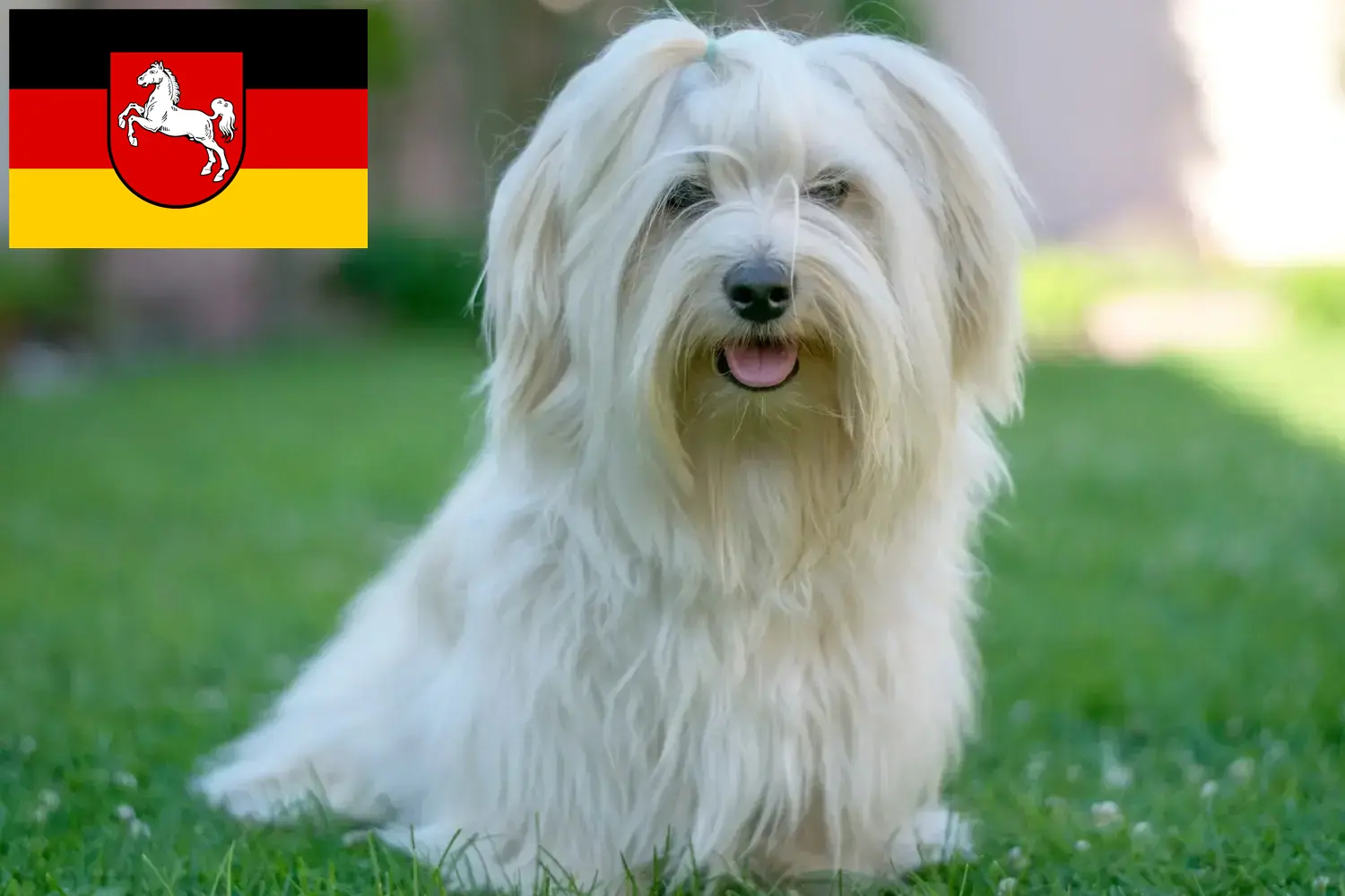 Read more about the article Havanese tenyésztők és kiskutyák Alsó-Szászországban