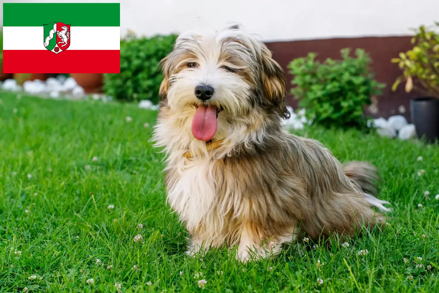 Read more about the article Havanese tenyésztők és kiskutyák Észak-Rajna-Vesztfália területén