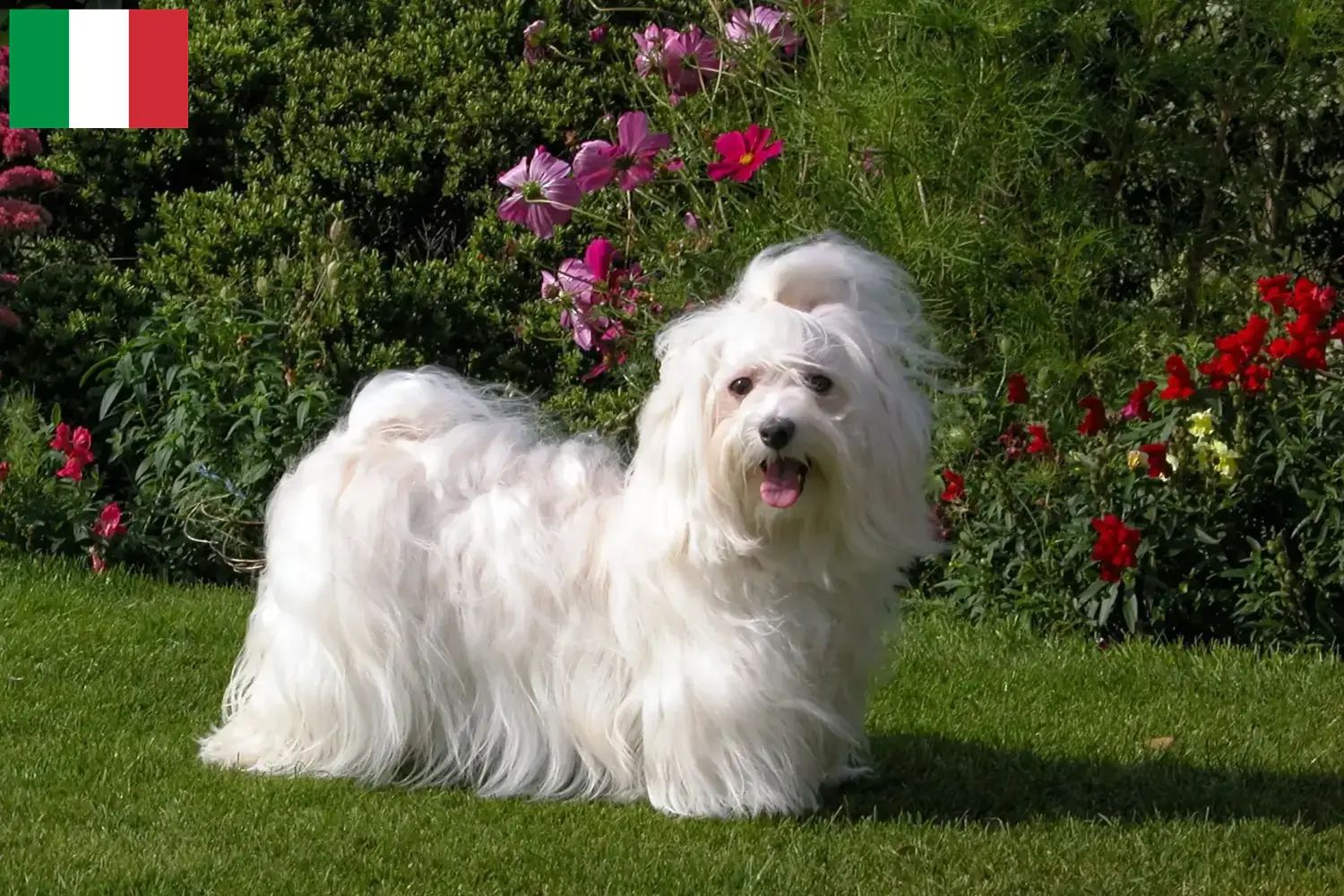 Read more about the article Havanese tenyésztők és kiskutyák Olaszországban