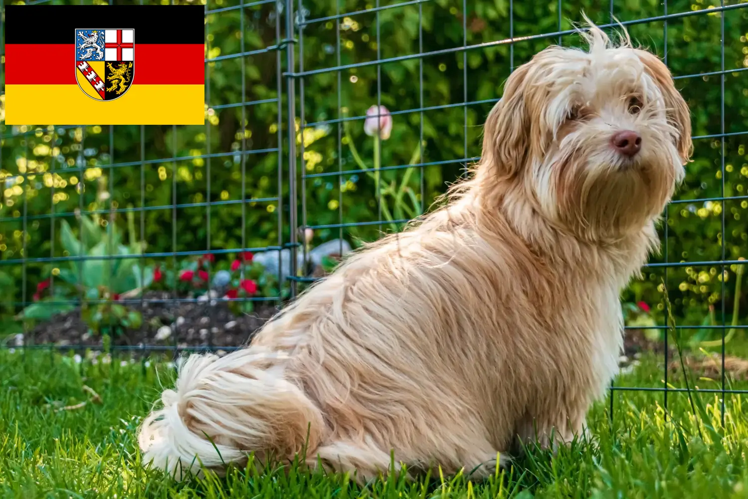 Read more about the article Havanese tenyésztők és kiskutyák Saar-vidéken