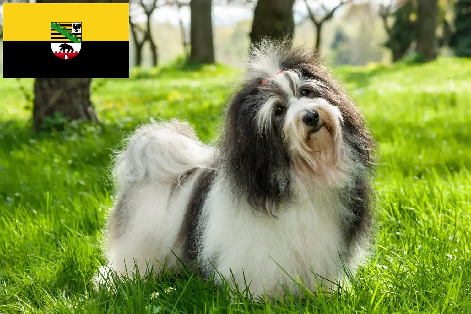 Read more about the article Havanese tenyésztők és kiskutyák Szász-Anhaltban