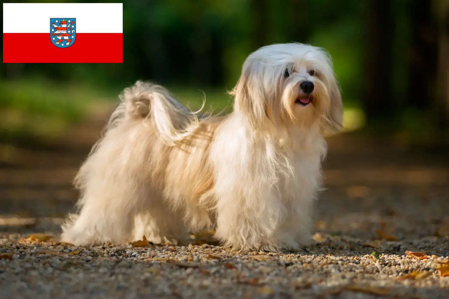 Read more about the article Havanese tenyésztők és kiskutyák Türingiában