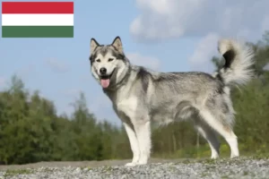 Read more about the article Husky tenyésztők és kiskutyák Magyarországon